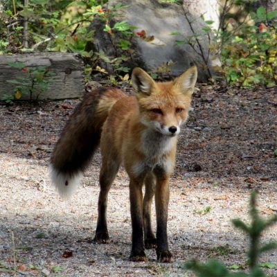 Fuchs in Kanada