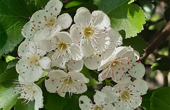 Wildpflanzenpädagogik